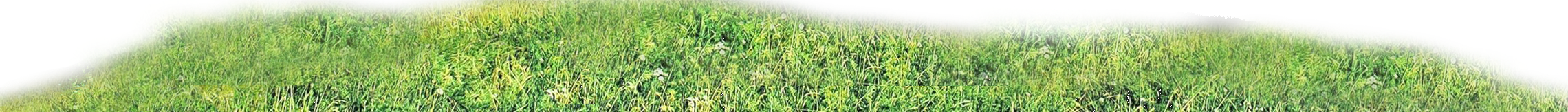 Grass
